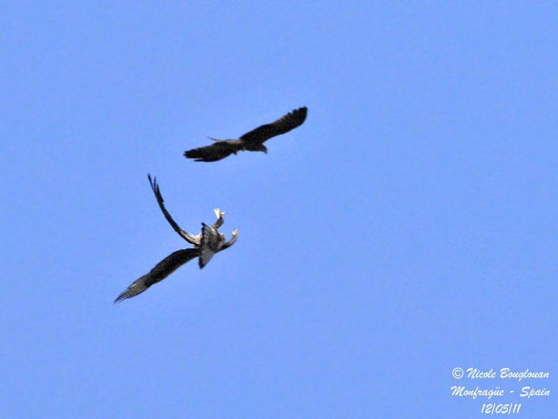 Bonellis Eagle - Black Kite
