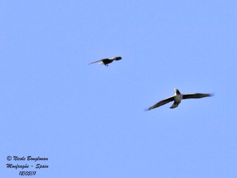 Bonelli's Eagle - Black Kite