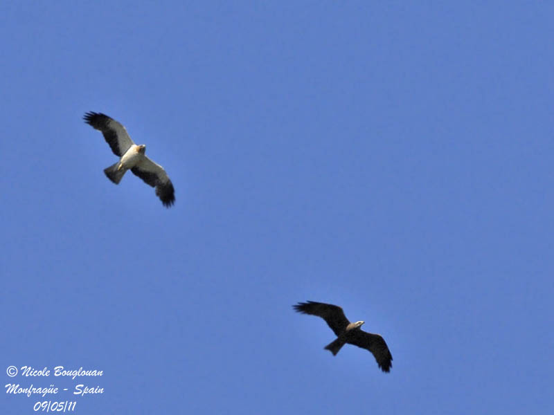 Booted Eagle - Black Kite