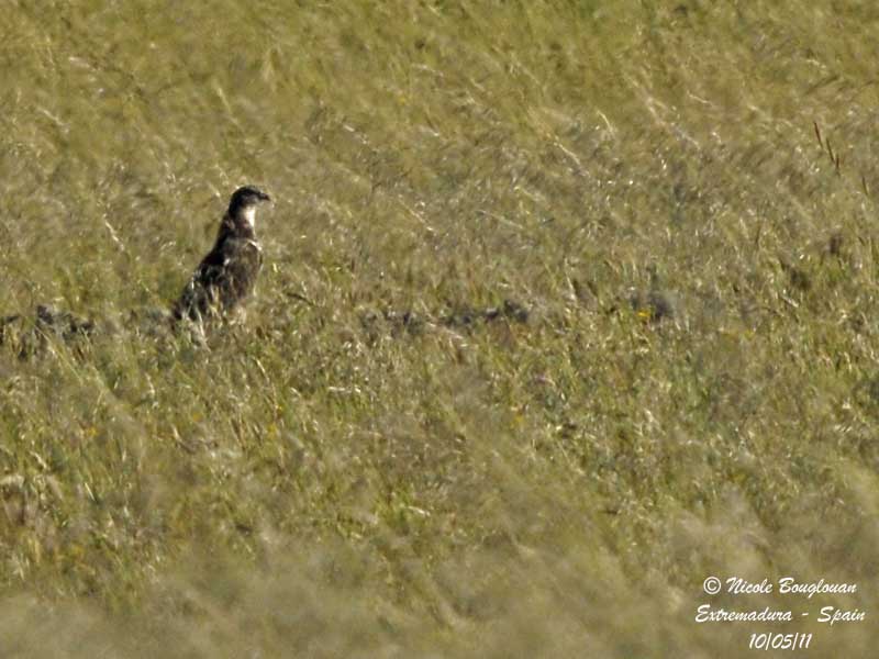 European Honey Buzzard