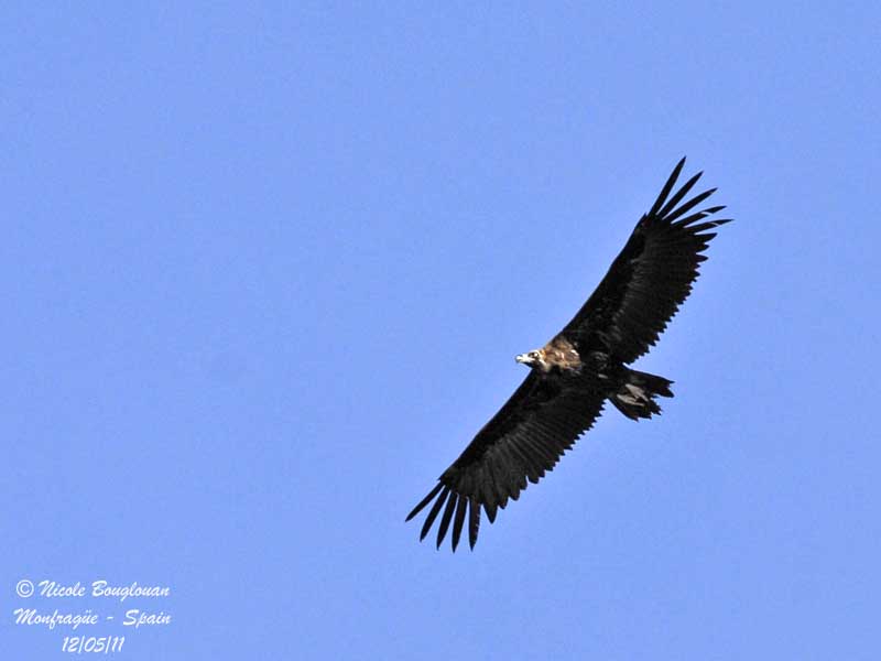 Eurasian Black Vulture in Monfrage Park - Extremadura