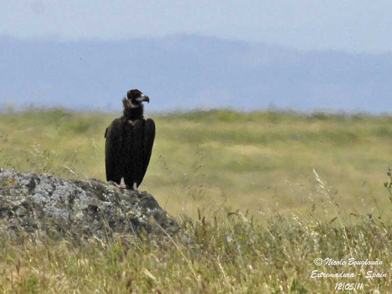 Eurasian Black Vulture in the plains of Beln - Extremadura