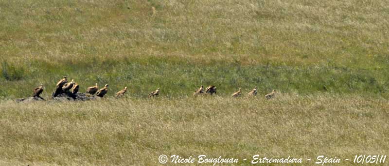 Eurasian Griffon Vultures