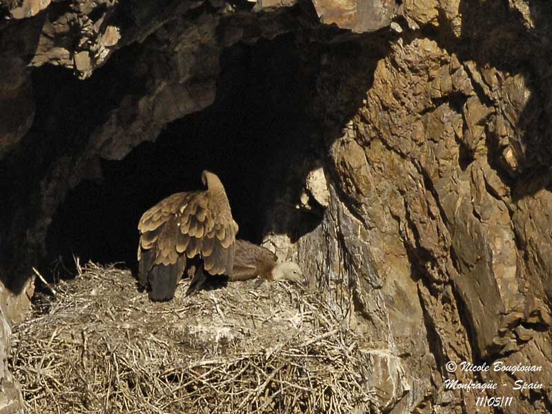 Eurasian Griffon Vulture and young