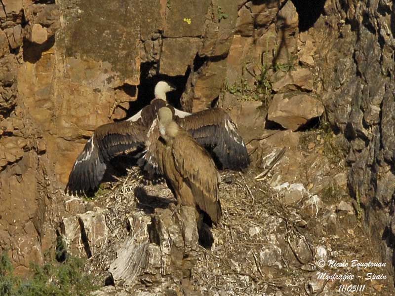 Eurasian Griffon Vulture and young