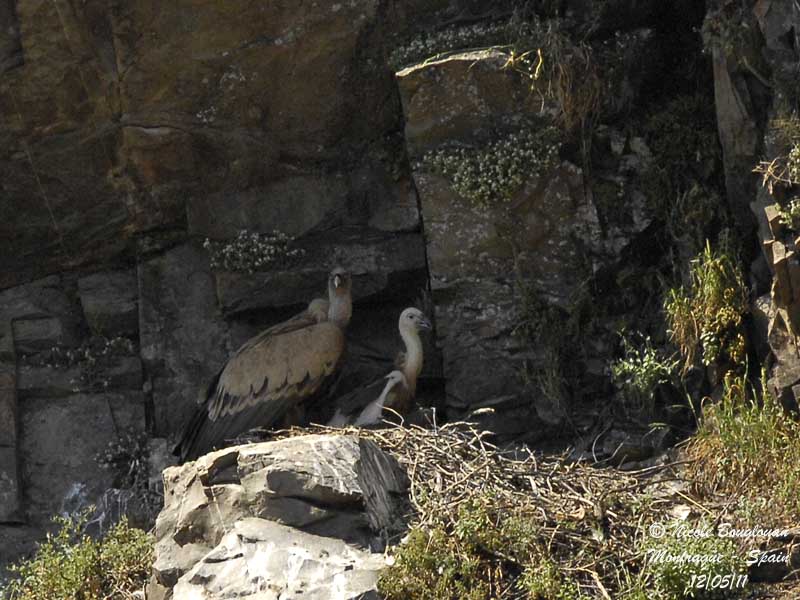 Eurasian Griffon Vulture and young