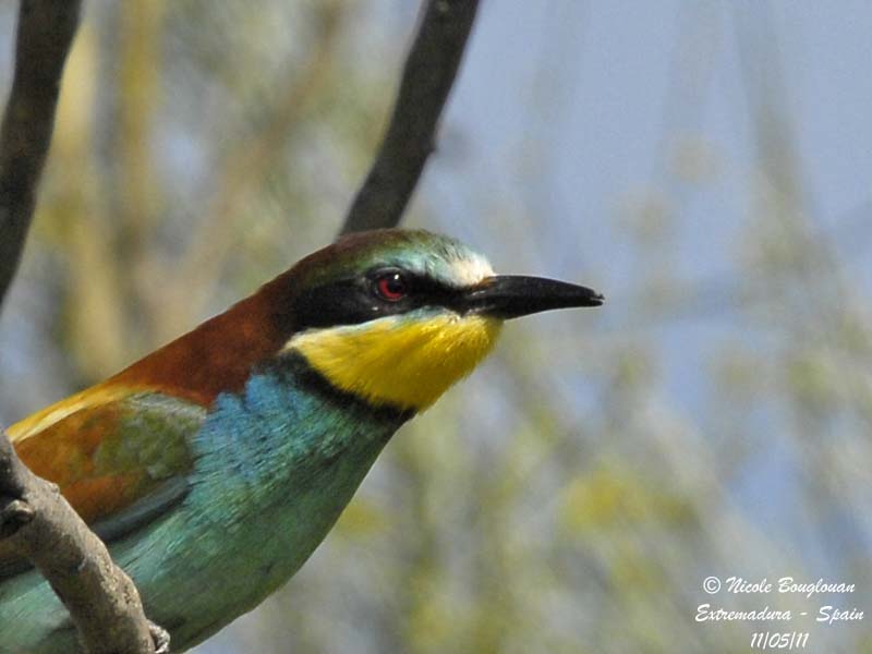 European Bee-eater head shot