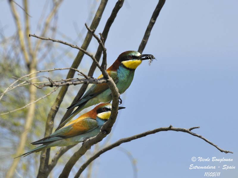 European Bee-eater pair