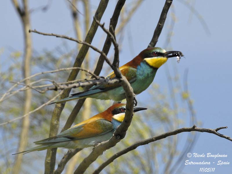 European Bee-eater pair