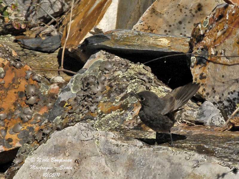 Black Redstart juvenile