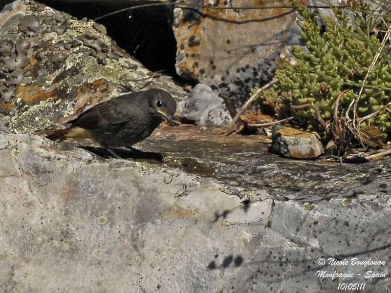 Black Redstart juvenile
