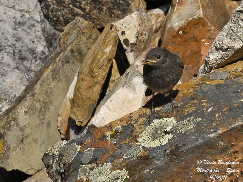 Black Redstart juvenile