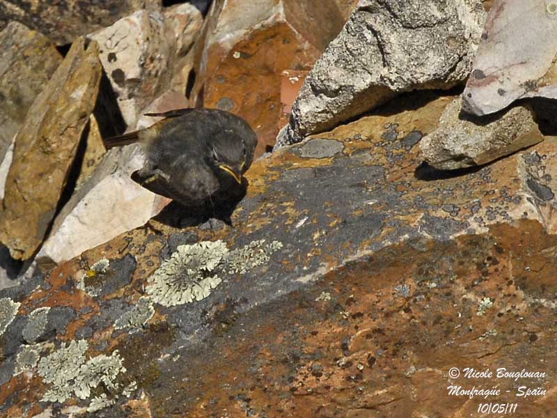 Black Redstart juvenile