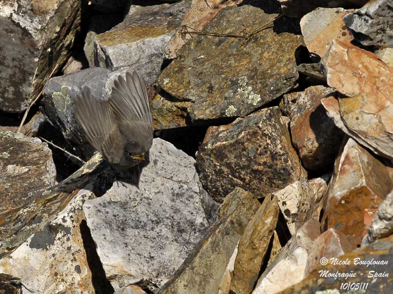 Black Redstart juvenile