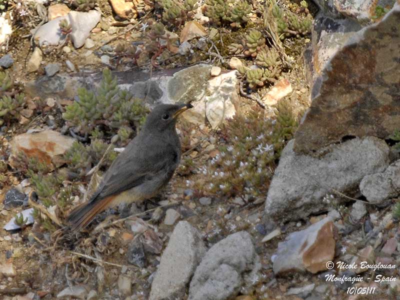 Black Redstart adult female