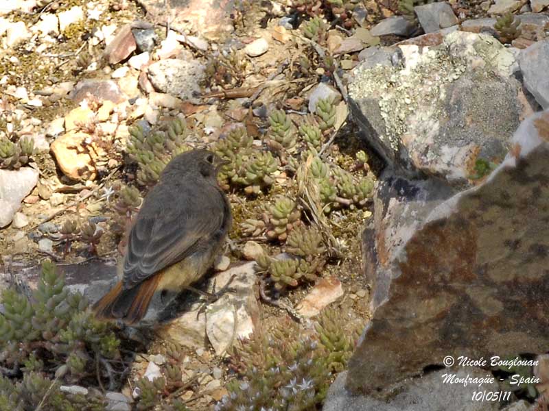 Black Redstart adult female