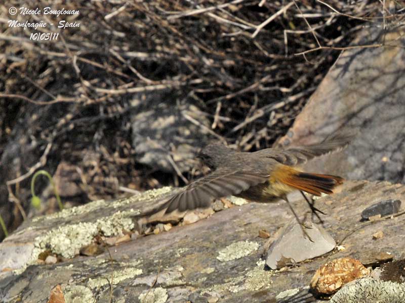 Black Redstart adult female