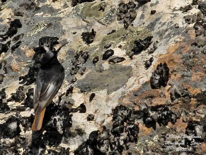 Black Redstart adult male