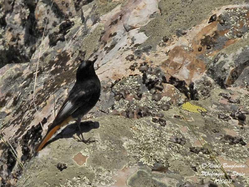 Black Redstart adult male