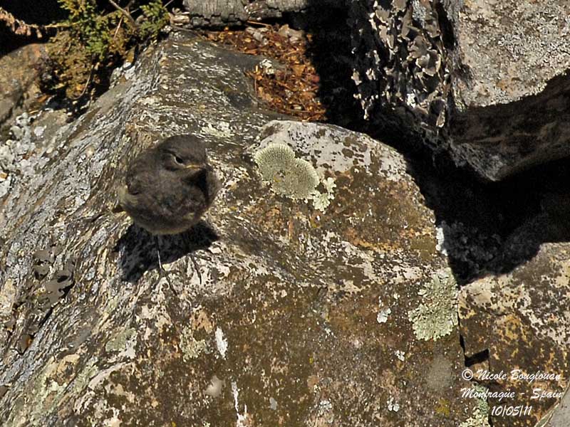 Black Redstart juvenile