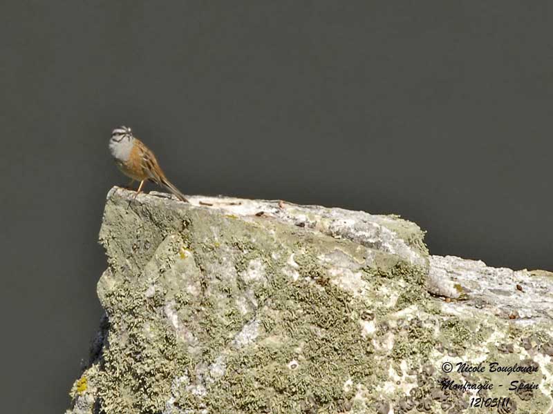 Rock Bunting