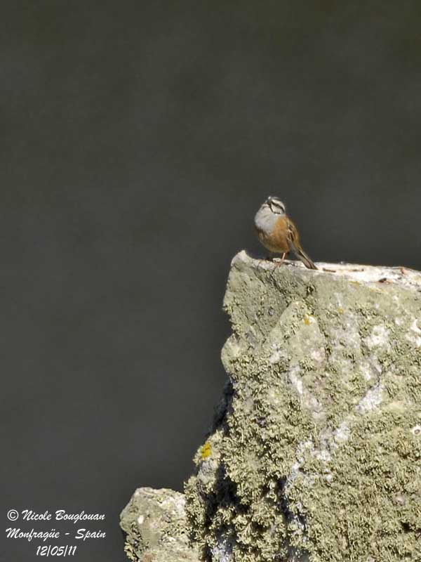 Rock Bunting