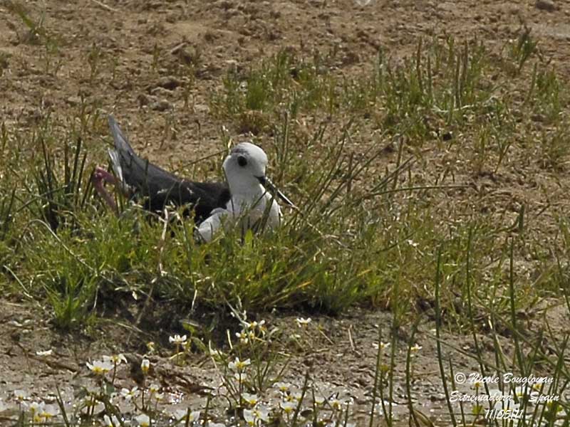 Black-winged Stilt at nest