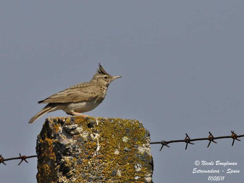 Crested Lark