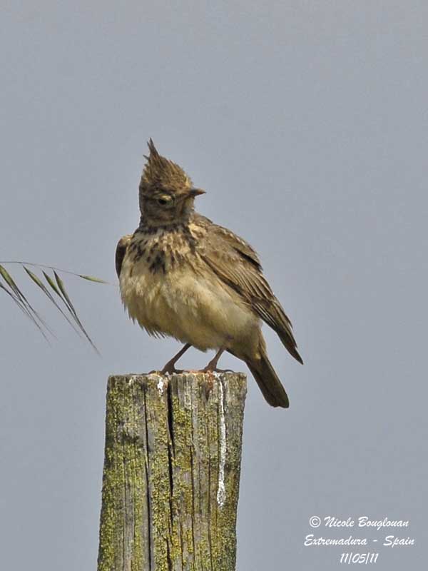 Crested Lark