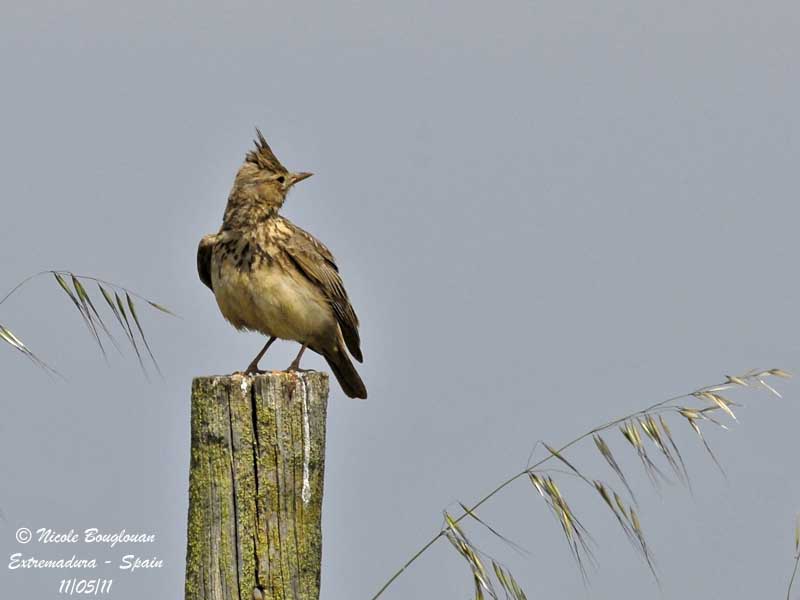 Crested Lark