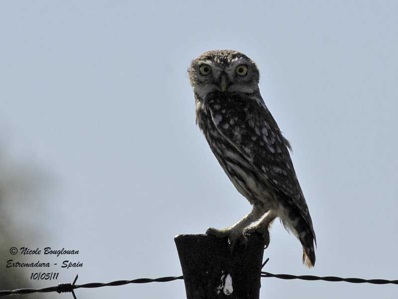Little Owl - Athene noctua - Chevche d'Athena