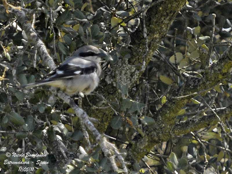 Southern Grey Shrike - Lanius meridionalis - Pie griche mridionale