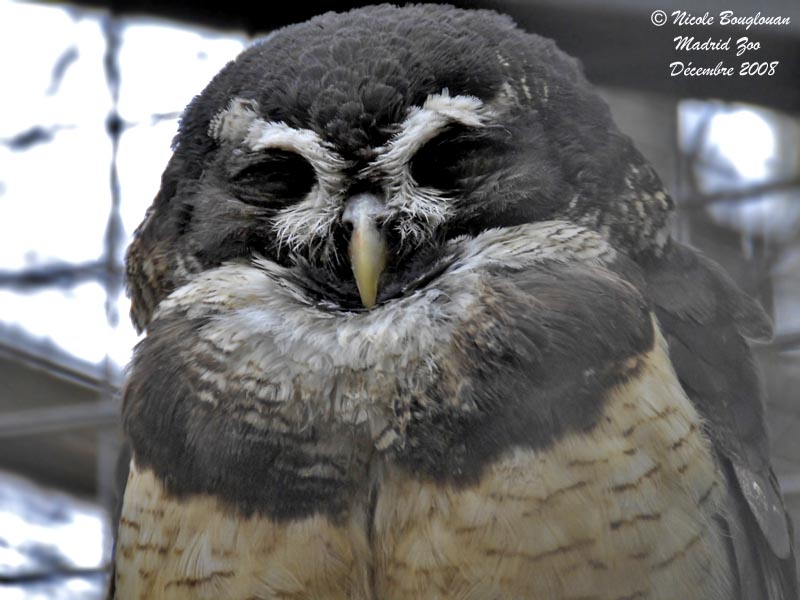 Spectacled Owl - Subspecies Pulsatrix perspicillata saturata