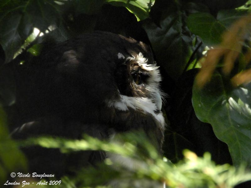 Spectacled Owl adult