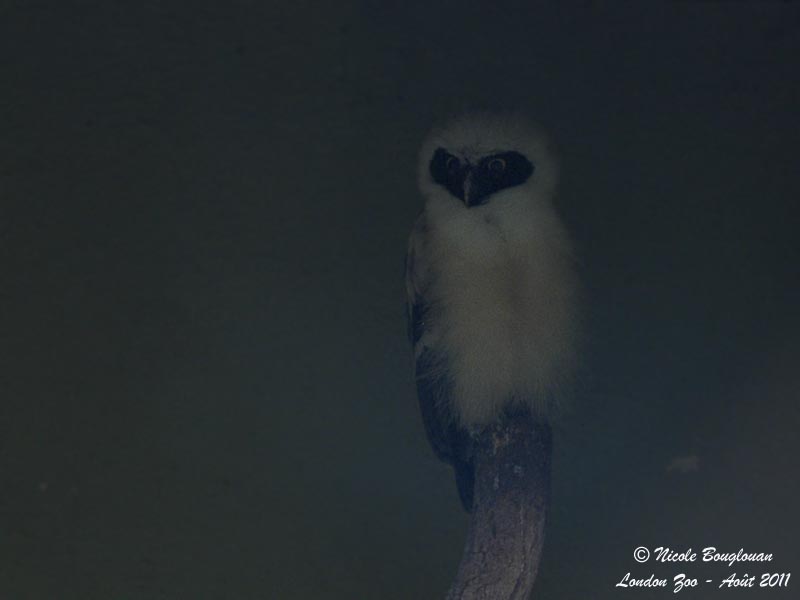 Spectacled Owl Juvenile