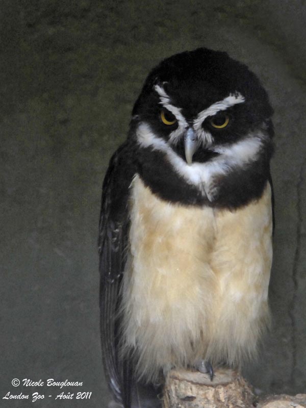 Spectacled Owl adult
