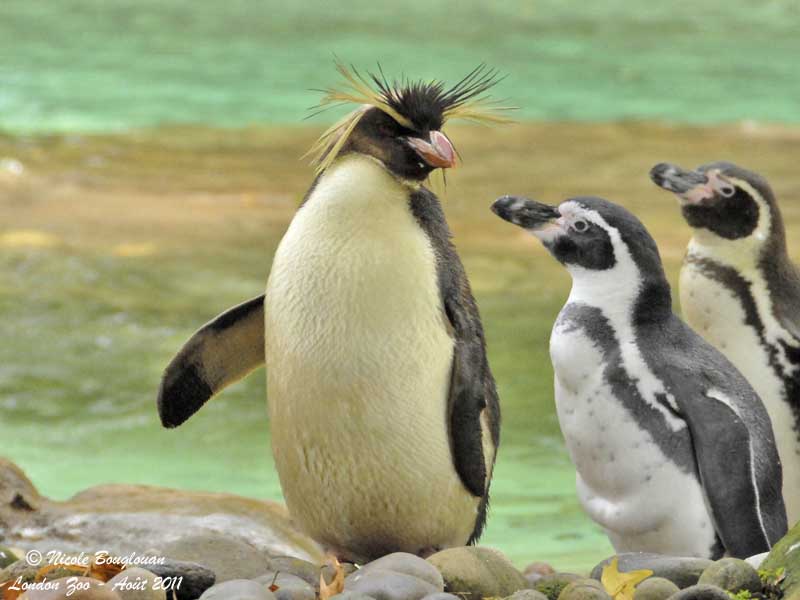 Rockhopper Penguin and Humboldt Penguin
