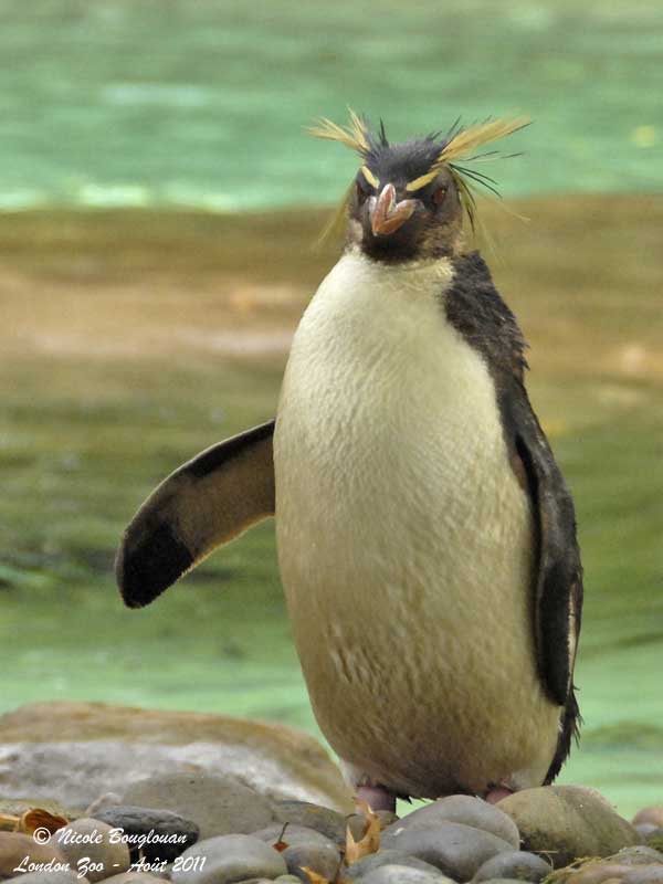Rockhopper Penguin