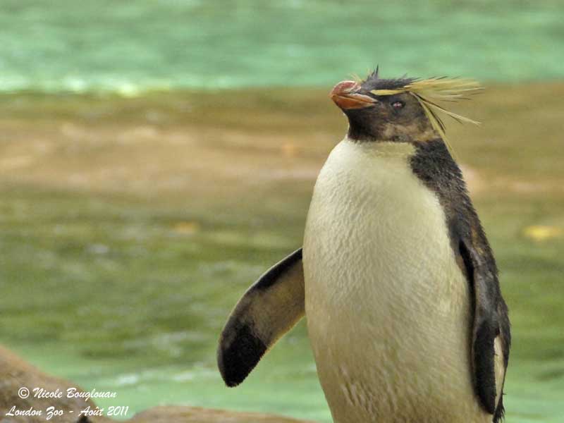 Rockhopper Penguin