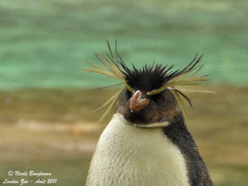 Rockhopper Penguin