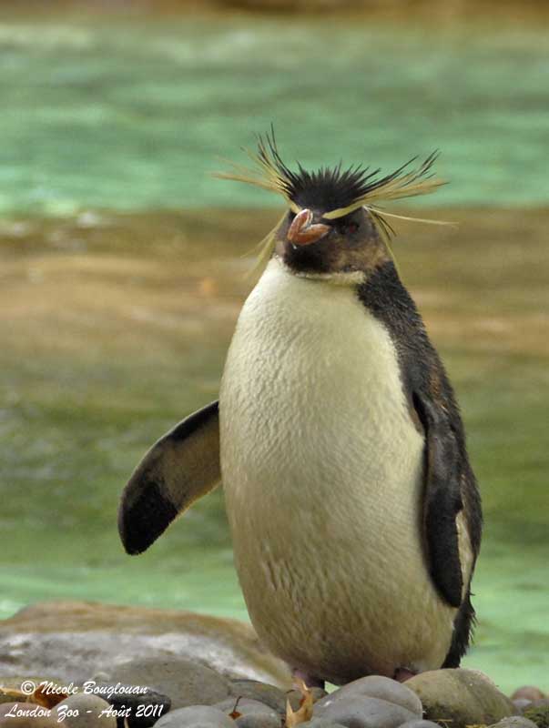 Rockhopper Penguin