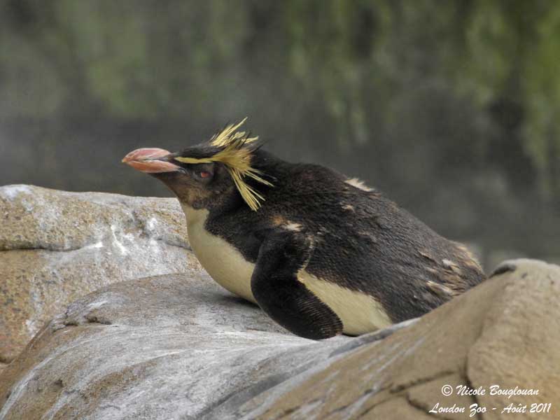 Rockhopper Penguin