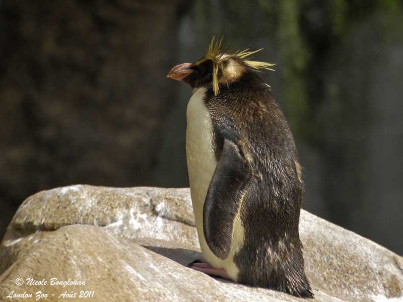 Rockhopper Penguin