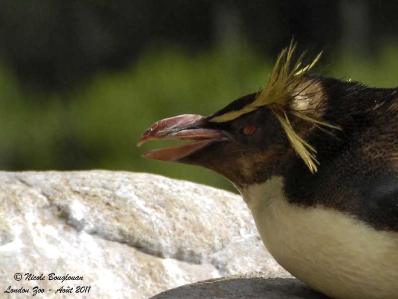 Rockhopper Penguin