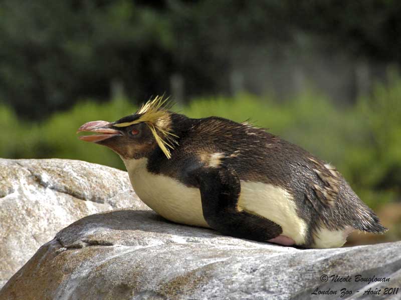 Rockhopper Penguin