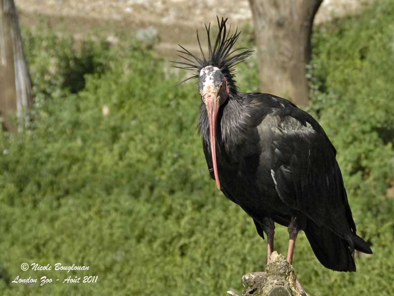 Northern Bald ibis