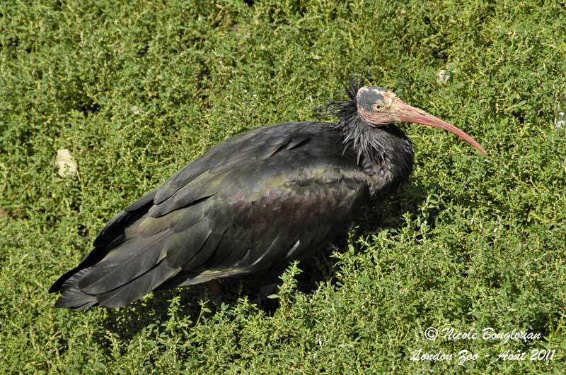 Northern Bald ibis