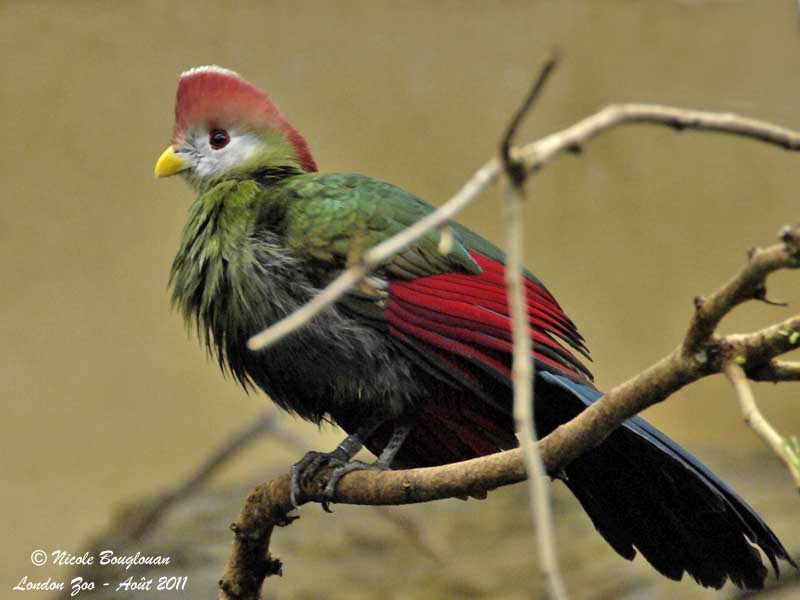 RED-CRESTED TURACO