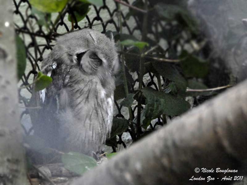 NORTHERN WHITE-FACED OWL