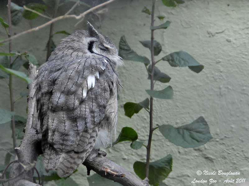 NORTHERN WHITE-FACED OWL